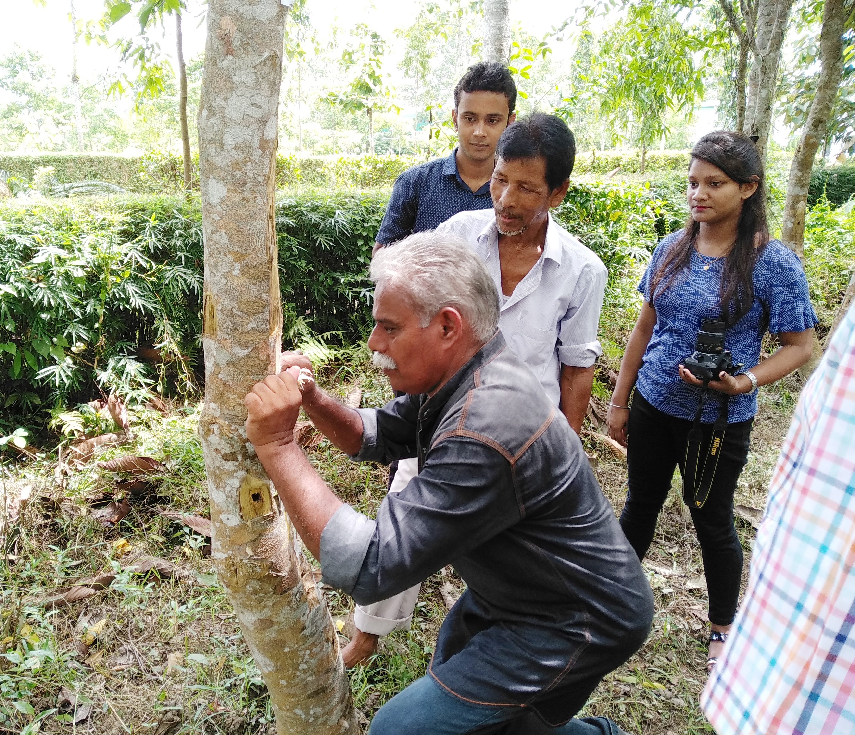 Artificial inoculation of Agartree (1)