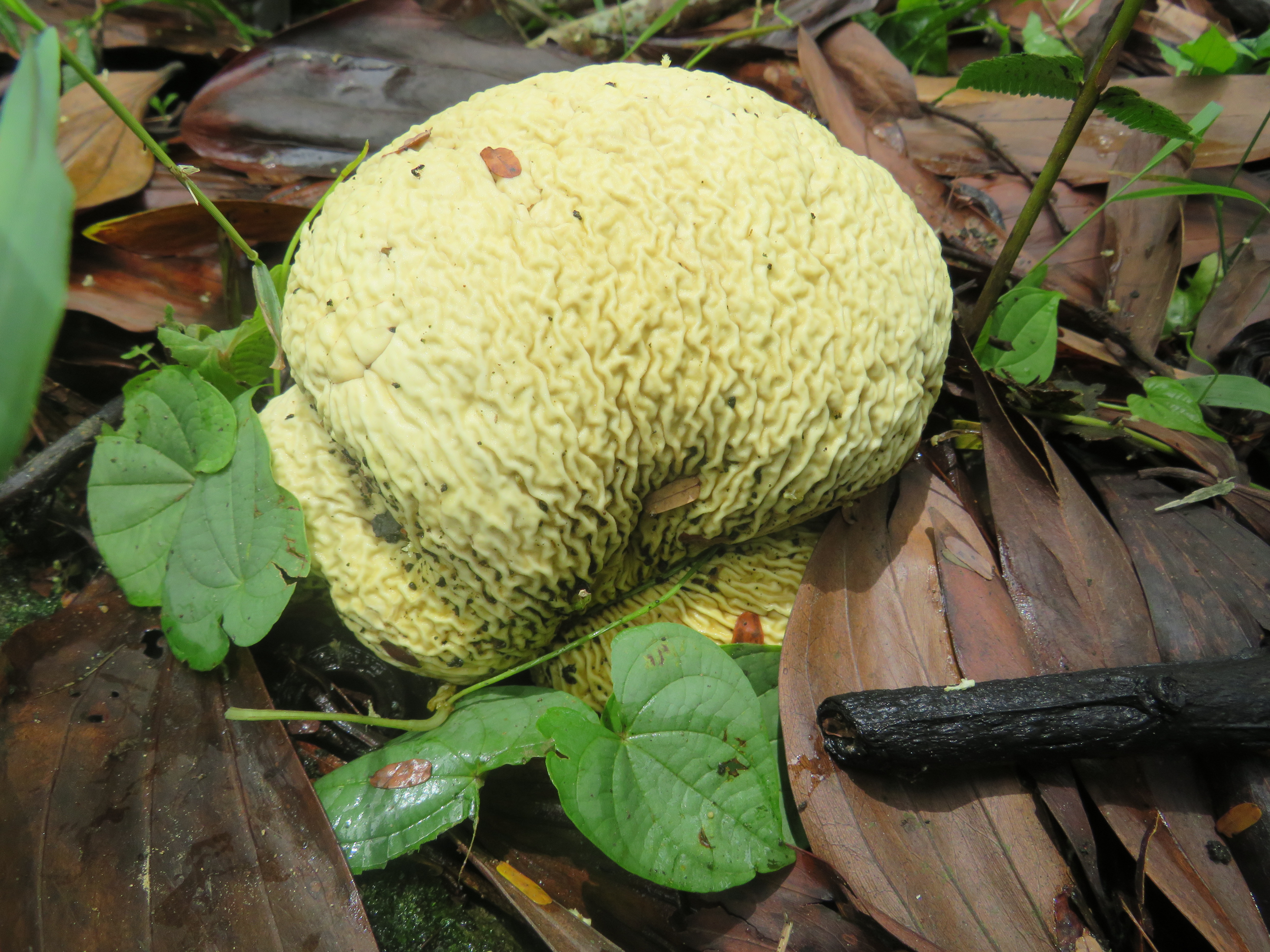 8-Puffball (Calvatia craniiformis)