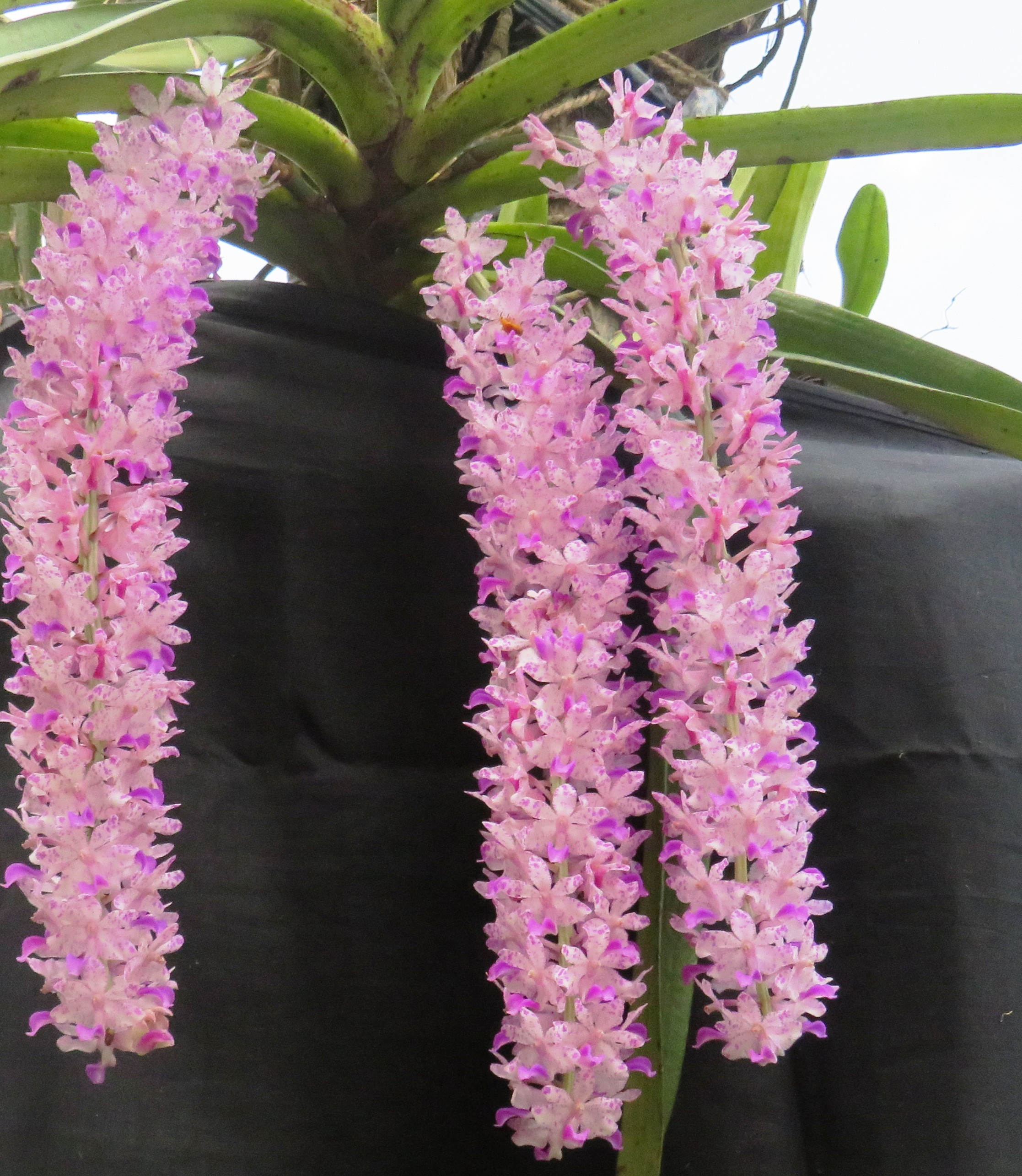 10-Rhynchostylis retusa