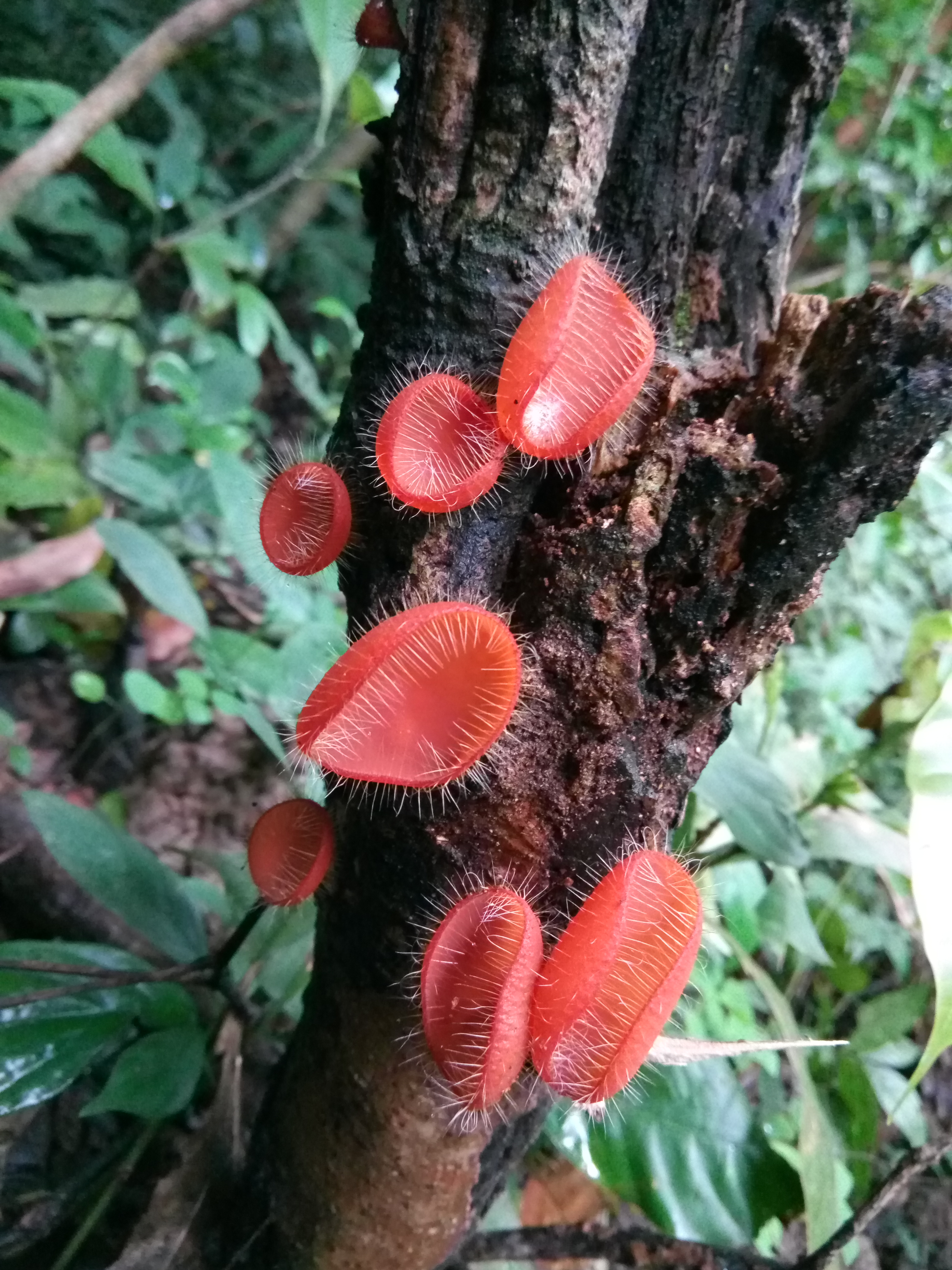 Cookeina Tricholoma