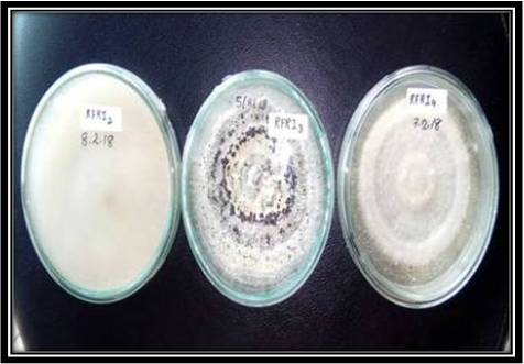 Fungal Culture