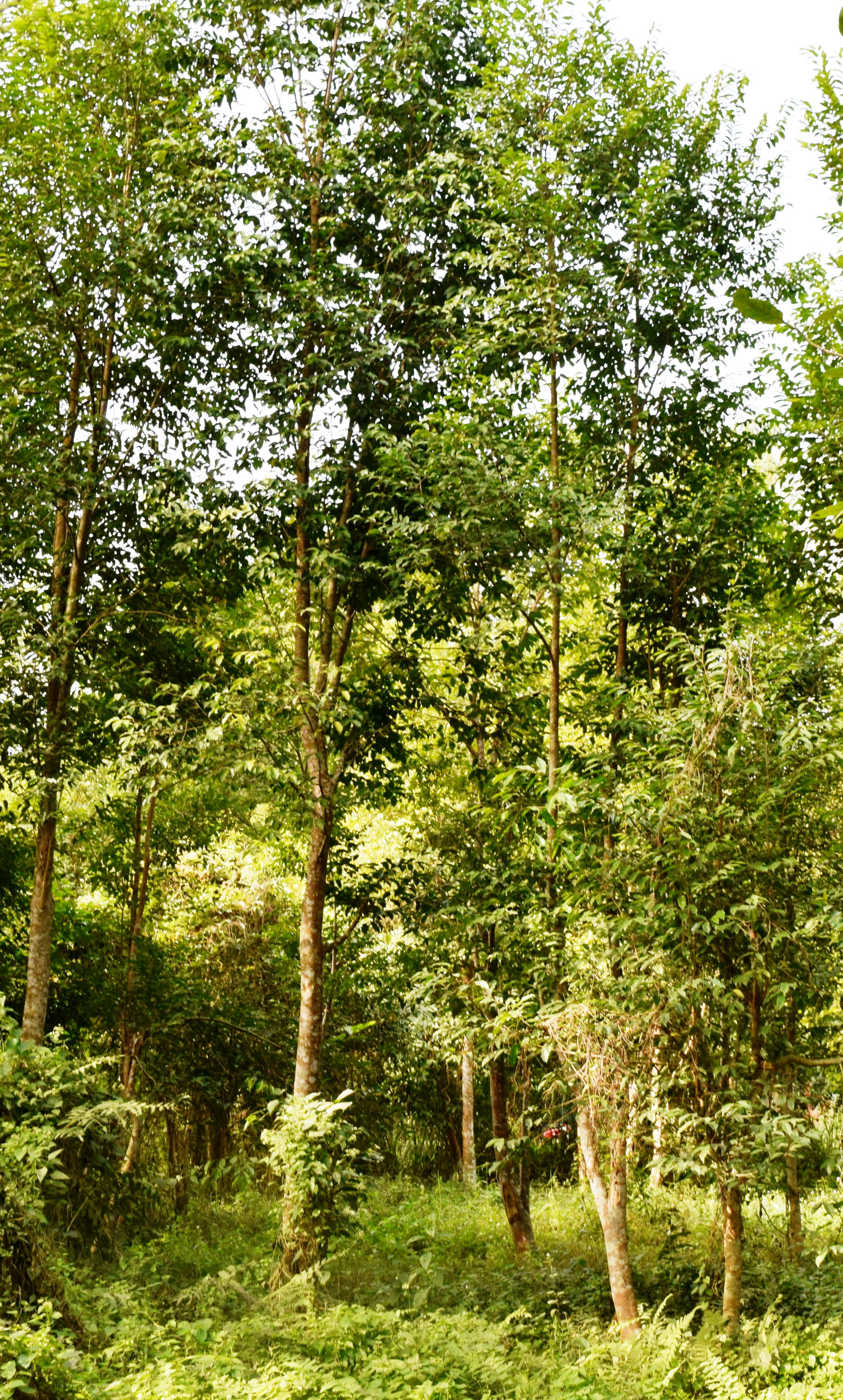 Healthy Agar trees