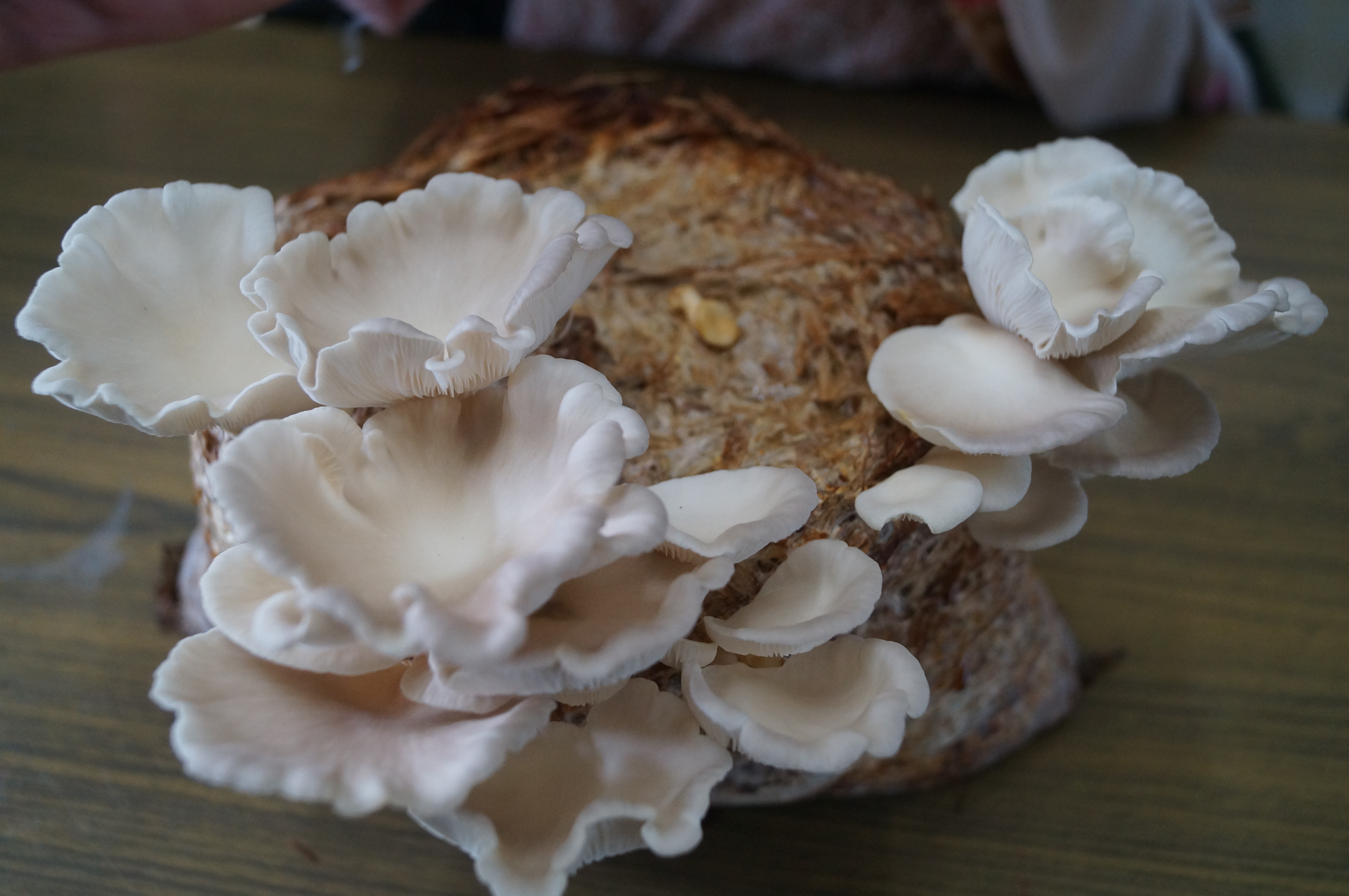 Macrolepiota procera