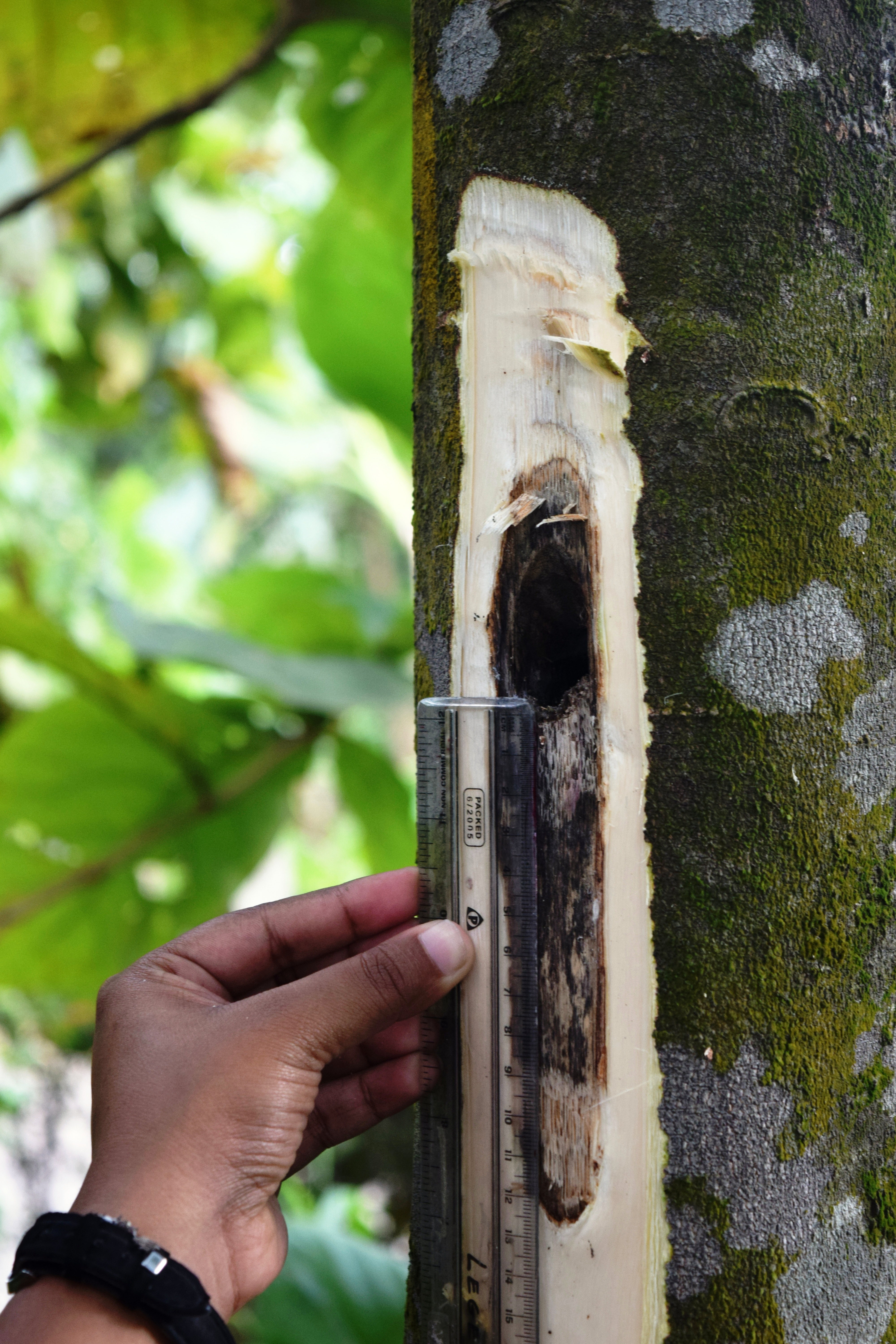 Measuring Agarwood Formation 