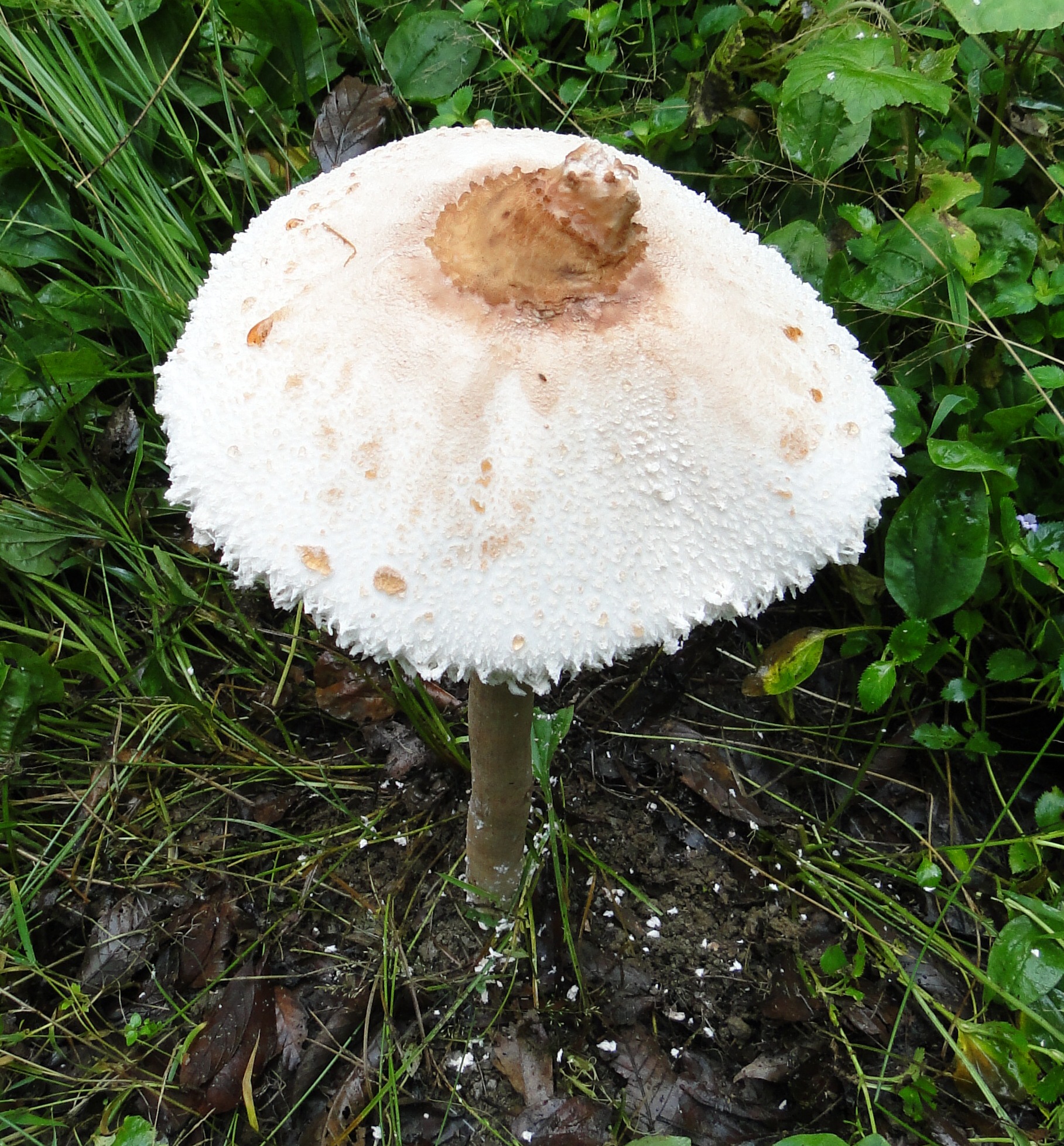 Pleurotus ostreatus