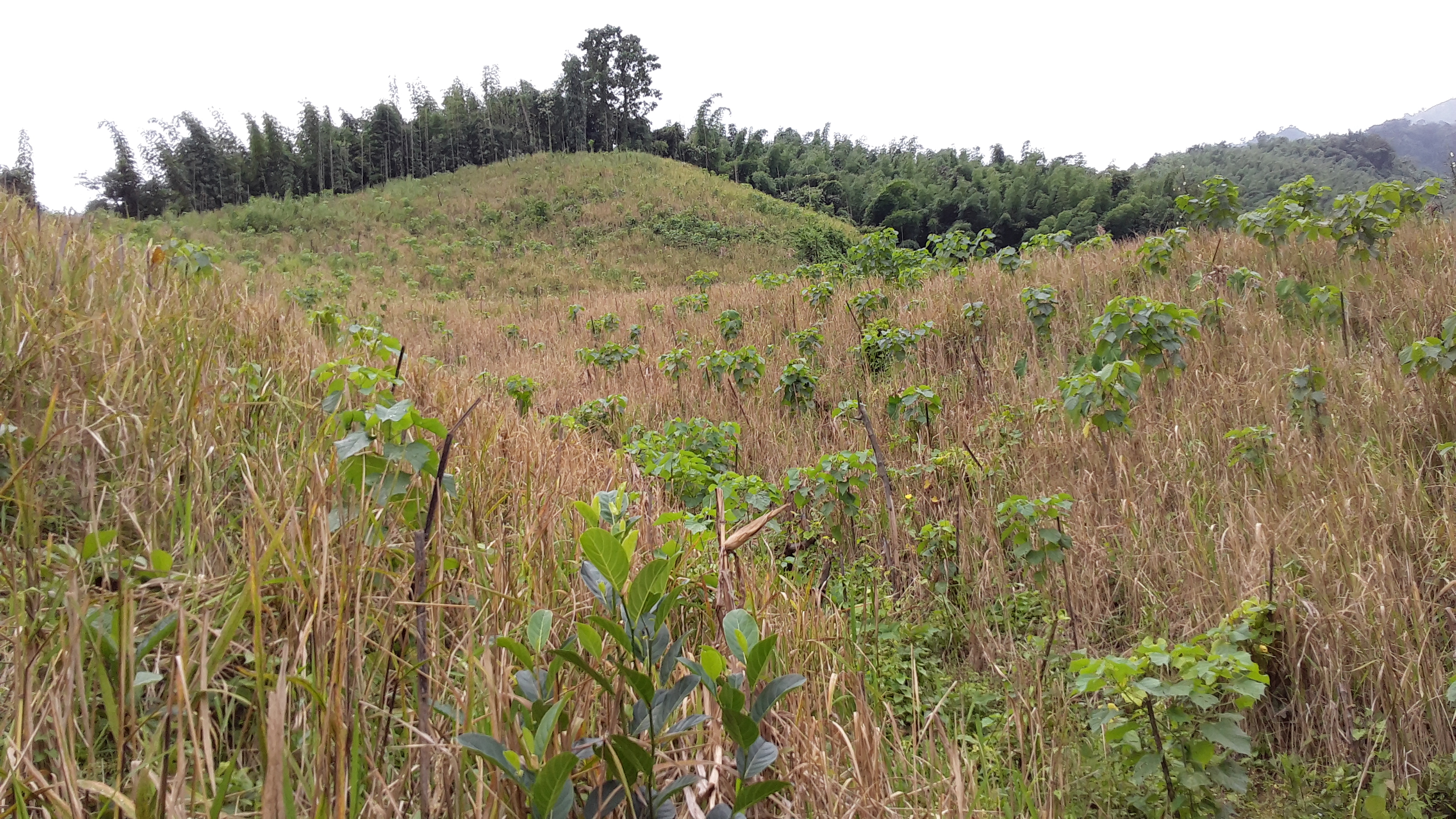 Agroforestry  under CAMPA Manipur