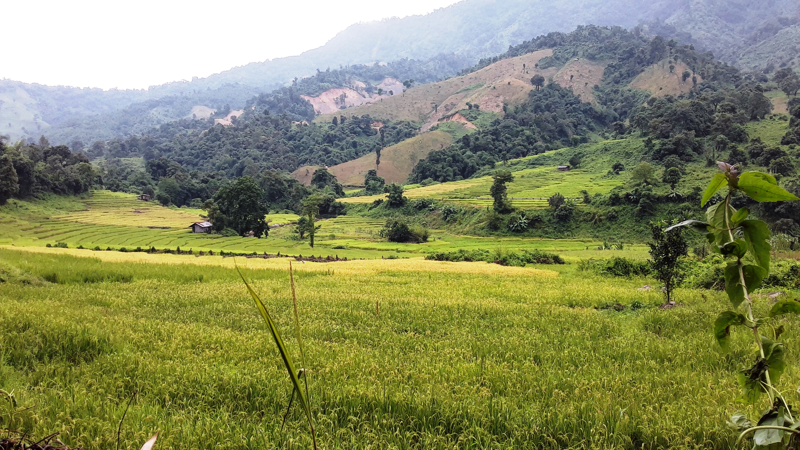 Jhum and Terrace cultivation in Manipur