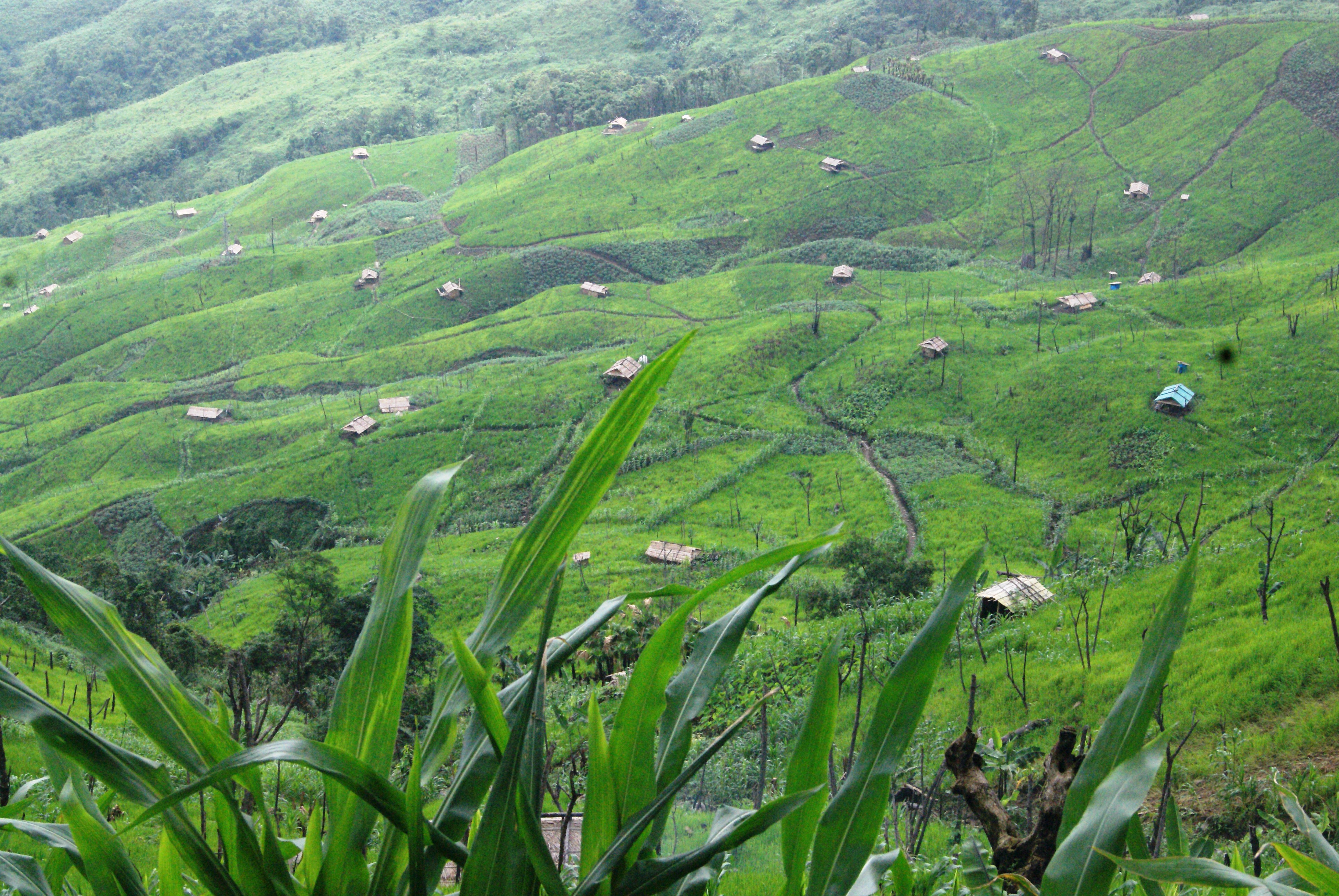 Shifting cultivation landscape