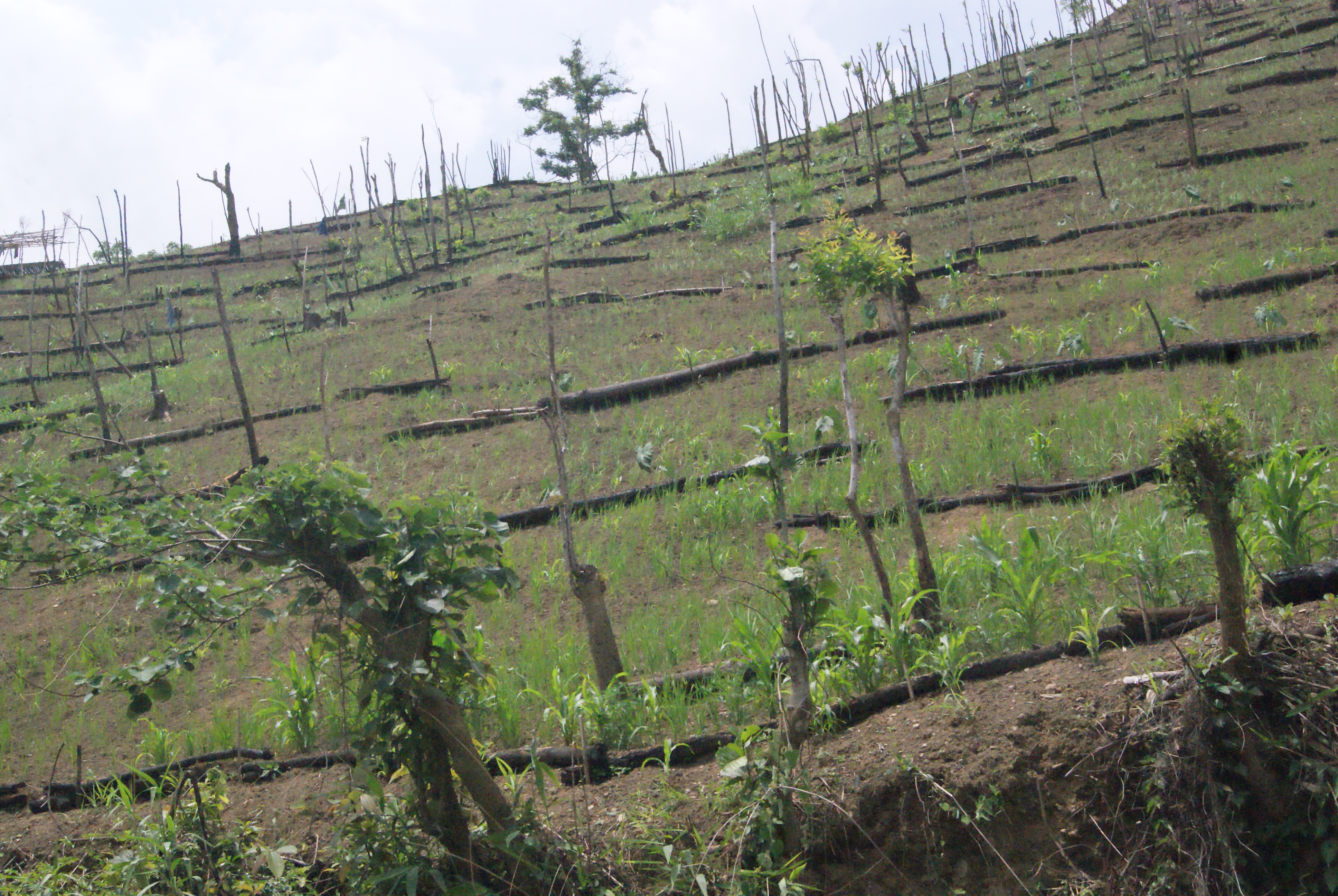 Use of tree logs for soil erosion control