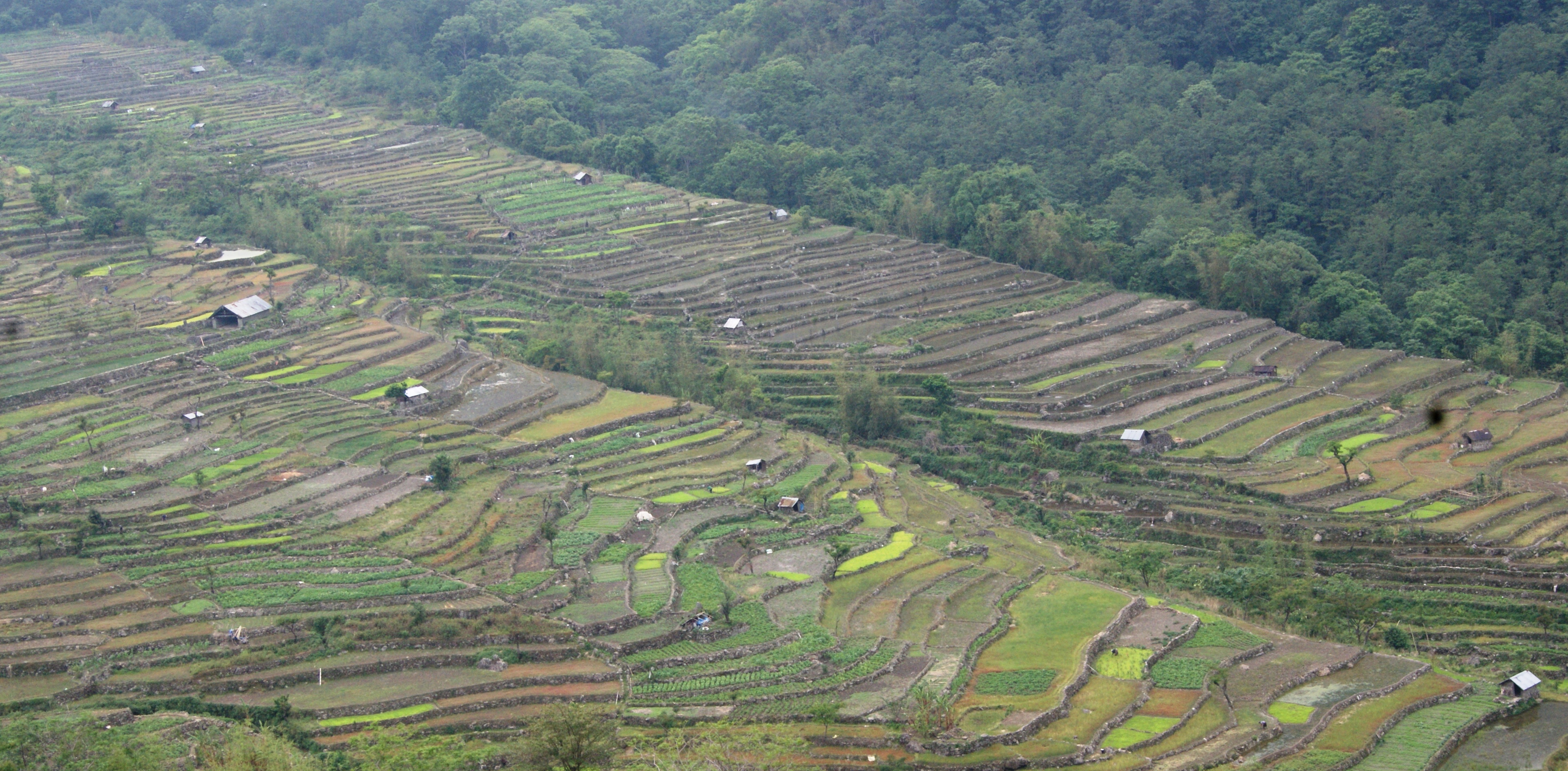 Wet Terrace paddy fields as an alternative to jhum cultivation